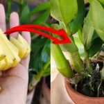 Cómo hacer un gran abono orgánico: el método con patatas