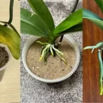 Cómo hacer un pesticida natural para las orquídeas