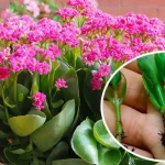 Cómo propagar el Kalanchoe: los pasos a seguir