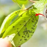 Cómo proteger las plantas de los insectos: el método natural
