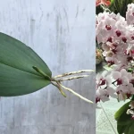 Cómo salvar orquídeas: el método con lima y canela
