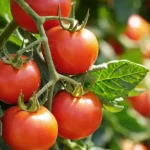 Consejo: ¿por qué poner sal al pie de tus plantas de tomate?