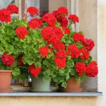 Cuáles son las plantas más resistentes al calor: perfectas para tener en balcones y terrazas