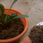 Cuáles son los beneficios del compost y cómo usarlo correctamente