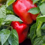 Cultivo de pimientos: los pasos clave para una cosecha abundante