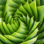 Devuélvele la vida a tu aloe vera agonizante: ¡consejos y trucos para salvarlo!
