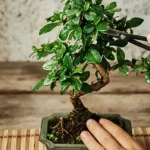 Dominar el arte del cuidado del bonsái: consejos y trucos para un crecimiento óptimo de tu árbol en miniatura