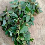 Euphorbia Hirta : The secret nobody will never tell you ~ thank me later