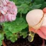 Fertilizante orgánico DIY: el remedio perfecto para todo tipo de plantas