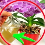 Floración inmediata y exuberante, utilízalo en tus plantas, ¡es mucho más potente que el agua!