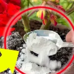 Geranio fuerte y frondoso: con el truco del vivero cobra vida inmediatamente | ¡Ve a poner este ingrediente en el frasco!