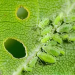 Goodbye Mealybugs, Aphids, Slugs, and Plant Pests: All You Need Is This Product