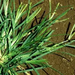 Goose Grass: A Natural Health and Garden Ally