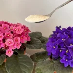 Haz esto todas las noches para que tus violetas florezcan profusamente, florecerán de inmediato.