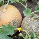 Here’s How to Grow Melons from Simple Seeds