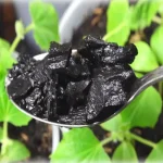It has conquered millions of farmers, it produces enormous plants: spread it on the ground