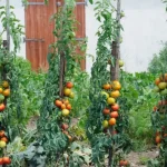 Maximiza tu huerta: aquí están las verduras para plantar junto a los tomates