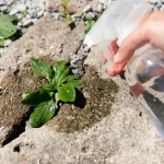 Mix vinegar with two simple and economical ingredients, weeds die instantly