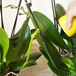 Orquídea: el secreto de la floristería para una floración abundante y hojas fuertes y brillantes
