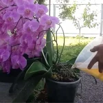 Orquídea, si la riegas así se hará inmortal: este es el truco | ¡Nunca lo había tenido tan hermoso y exuberante!