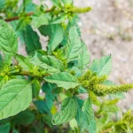 Pigweed is much more than an invasive garden weed , It is a treasure