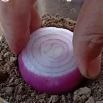 Plant the onions in a glass full of soil: what happens 7 days later