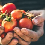 Plantar tomates: 5 buenas razones para cultivar tus propios tomates