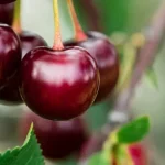 Plantar y hacer crecer un cerezo con éxito