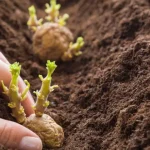 Plantas y verduras que hay que evitar absolutamente cerca de las patatas