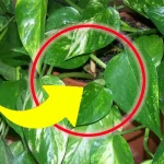 Pothos, no más hojas amarillas y secas: si haces esto, ¡siempre lo tendrás exuberante y fuerte!