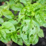 Qué hacer si las hojas de albahaca tienen agujeros: posibles causas y soluciones