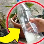 Regar las plantas, este es el truco: ¡con este líquido crecerán fuertes y frondosas!