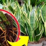 Sansevieria, ni siquiera una hoja amarilla y seca: si haces esto, ¡siempre la tendrás exuberante y fuerte!