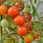 The Best Natural Supplement for Tomato, Pepper, Cucumber, and Eggplant 