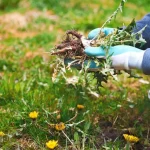 The Best Weed Killer: More Effective Than Vinegar