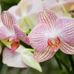 The Ingredient You Should Use to Water Your Orchids for Blooming