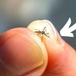 The Trick to Finding (and Killing) a Mosquito Hiding in the Bedroom