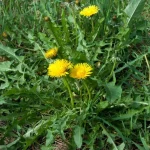 This Common Weed is the most important in your Garden