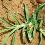 This plant is abundant in most gardens ;   is much more than a common garden weed