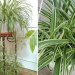 Todos los trucos para cuidar las plantas de interior