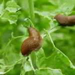 Top effective grandmother’s remedies to fight slugs