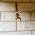 We All Make This Mistake With Spiders, You Might Regret It