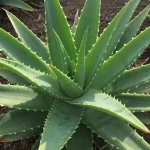 loe vera, throw in a teaspoon: it multiplies instantly | Plants galore