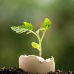 ¡No tires las cáscaras de huevo! Descubre 3 beneficios de usarlos en tu jardín para ayudarlo a prosperar