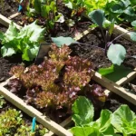 ¿Cómo cultivar más vegetales cuando no tienes espacio? 5 consejos fáciles