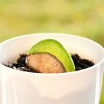 ¿Cómo germinar un simple grano de mango en una planta majestuosa?