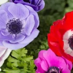 ¿Cómo mantener las anémonas para tener un jardín colorido y hermoso?