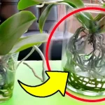 ¿Orquídea que se está pudriendo? ¡Este ingrediente la revive en cuestión de días!