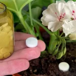 1 tablet is enough to make any house flower bloom: it will immediately come to life
