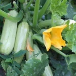 4 ways to feed zucchini to get a big harvest